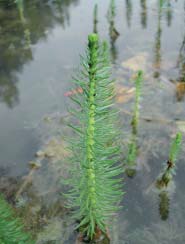 Vrsta Hippuris vulgaris L. (FOTO J. Topić) Card image cap